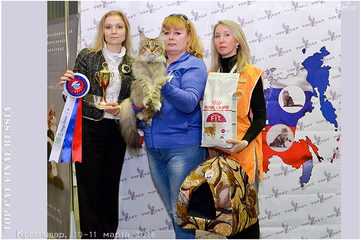 GICH Tallula Iridis Line - maine-coon