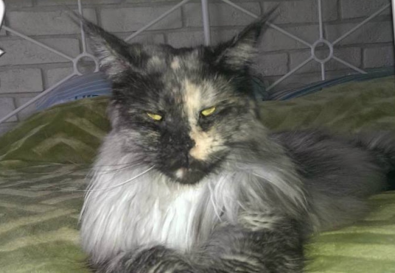 Jeraldina Long Meadow - maine-coon