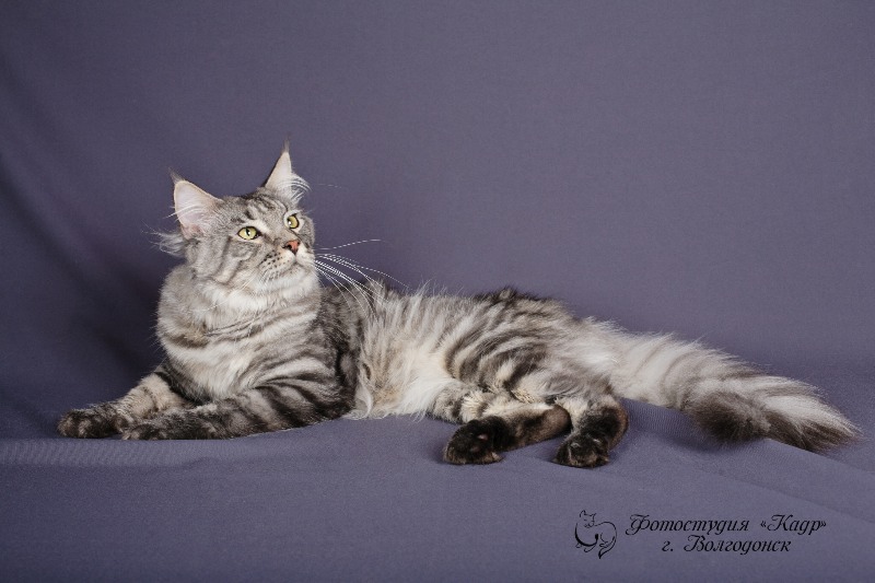 Zodiak of Svargas - maine-coon