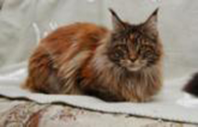 Garsia Long Meadow - maine-coon