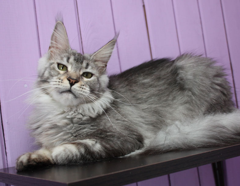 Wildbeautycoon's Smoky Eyes - maine-coon 03/03/2018
