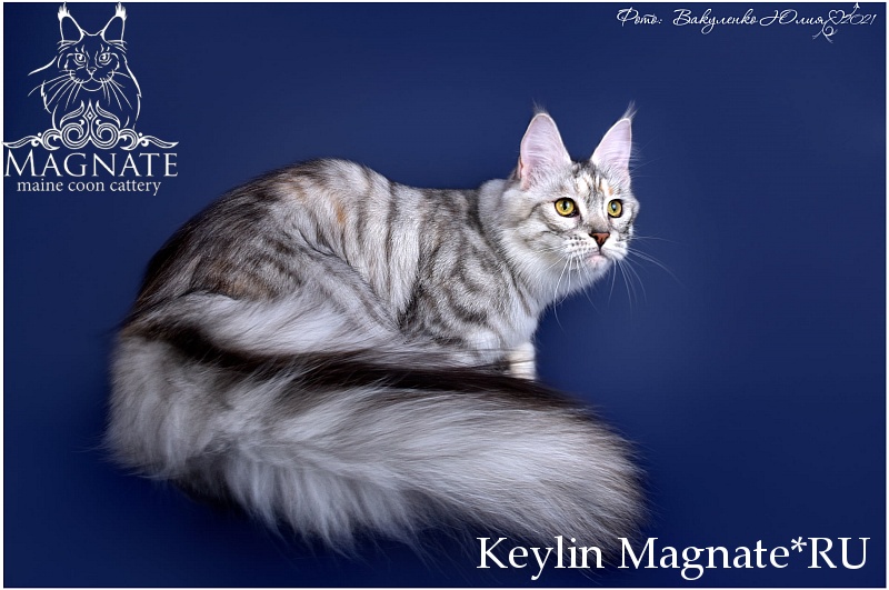Keylin Magnate*RU - maine-coon