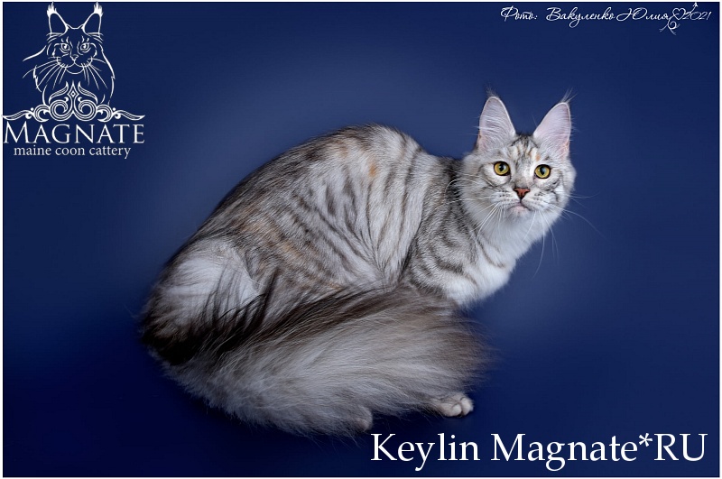 Keylin Magnate*RU - maine-coon