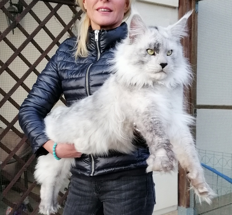 LamboKitty Iceman - maine-coon 01/20/2019
