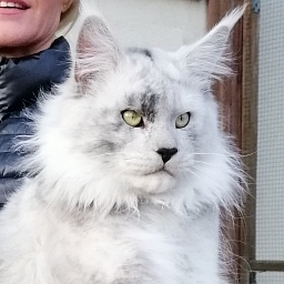 LamboKitty Iceman