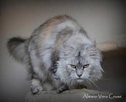 Alwaro Vera Crus