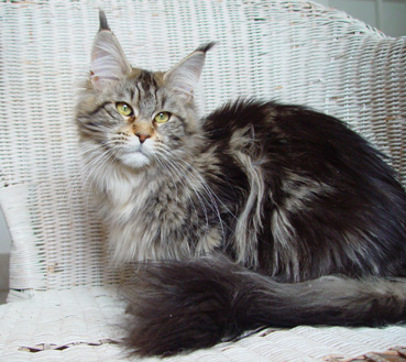 Alwaro Vesuvia - maine-coon 05/28/2011