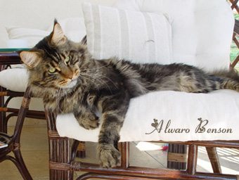 Alwaro Benson - maine-coon 09/14/2009