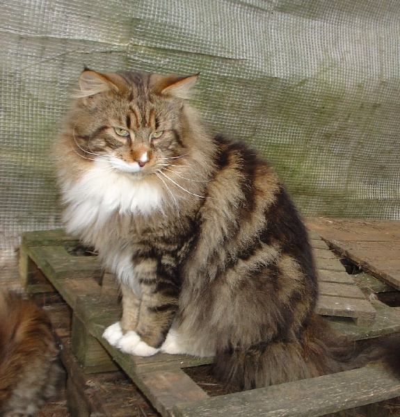 Almageste Barachie - maine-coon