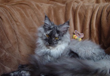 Alwaro Bristol Brie - maine-coon