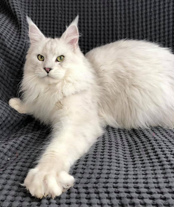 Alwaro Lord Kennedy - maine-coon