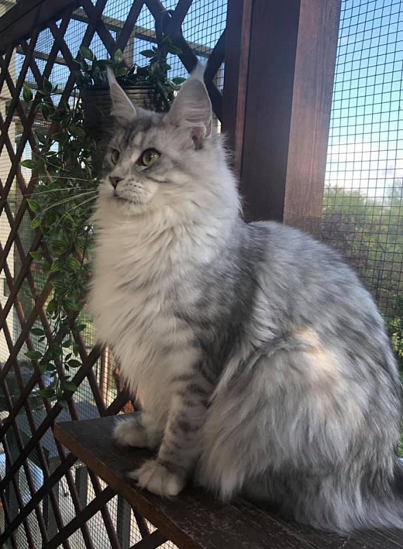 Alwaro Power of Silver - maine-coon