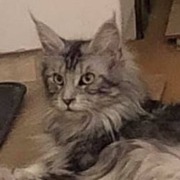 Alwaro Silver Queen