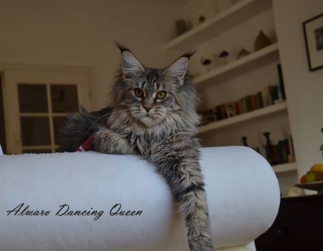 Alwaro Dancing Queen - maine-coon