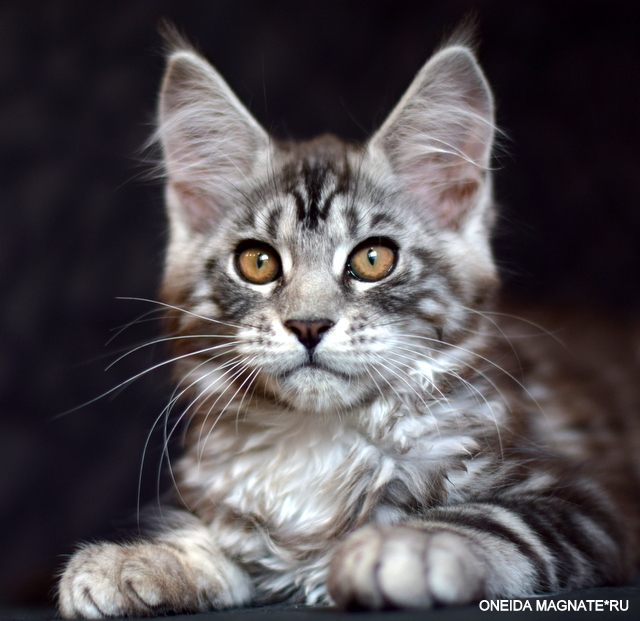 Oneida Magnate*RU - Kitten maine-coon 3 months
