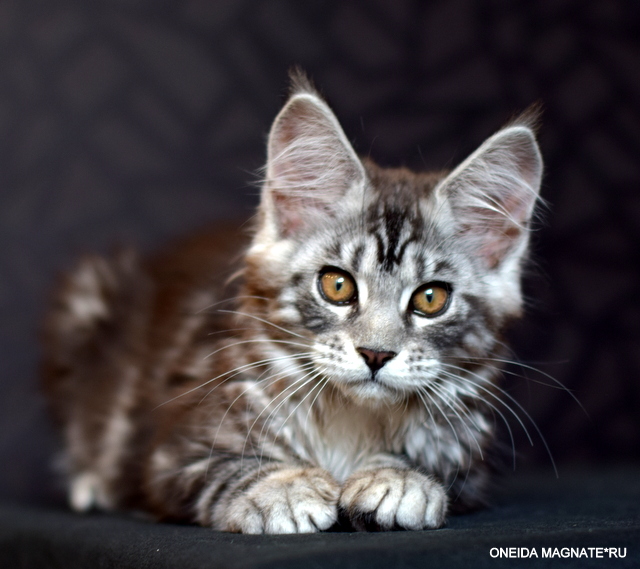 Oneida Magnate*RU - Kitten maine-coon 3 months