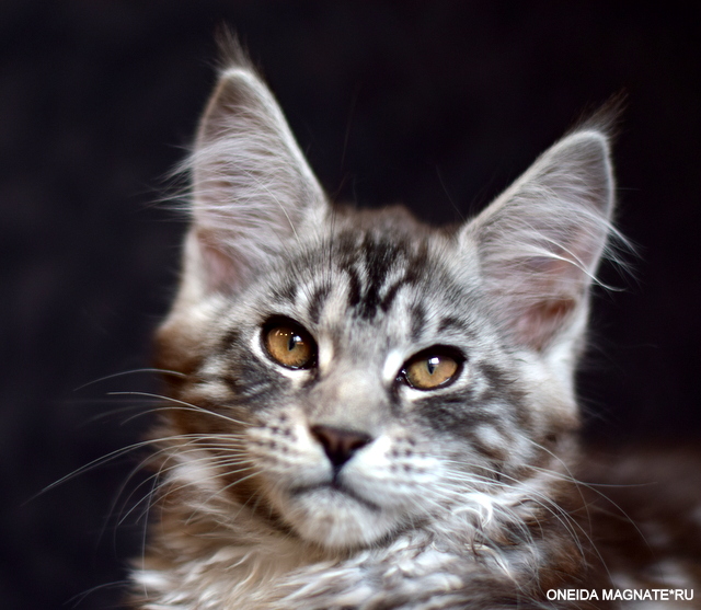 Oneida Magnate*RU - Kitten maine-coon 3 months
