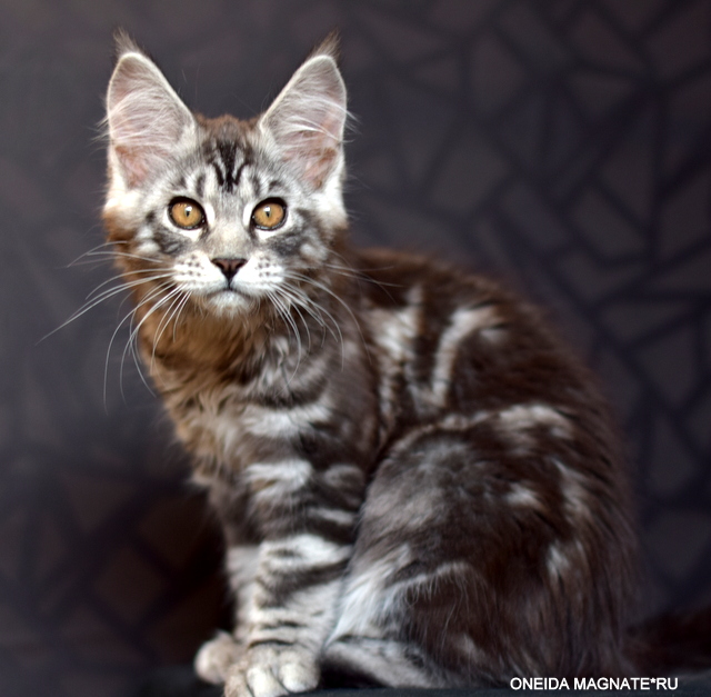 Oneida Magnate*RU - Kitten maine-coon 3 months