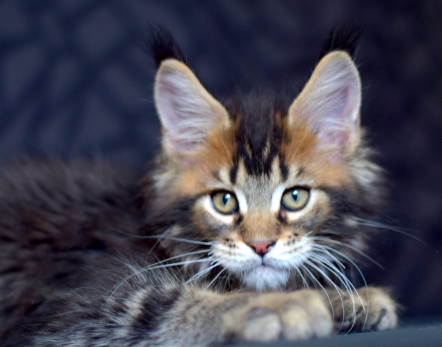 Perseus Magnate*RU - Kitten maine-coon 2 months 2 weeks