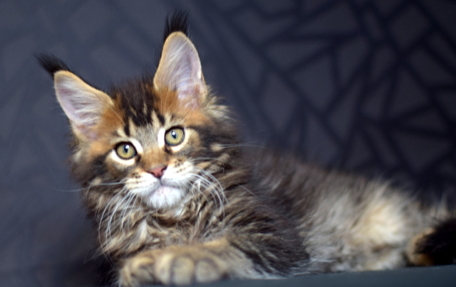 Perseus Magnate*RU - Kitten maine-coon 2 months 2 weeks