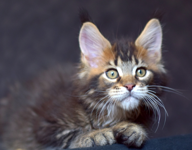 Perseus Magnate*RU - Kitten maine-coon 2 months 2 weeks