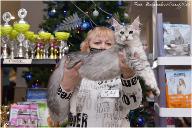 Philip Magnate*RU - Kitten maine-coon 4.5 months
