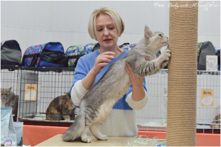 Philip Magnate*RU - Kitten maine-coon 4.5 months