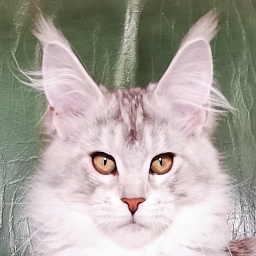 Polly Magnate*RU