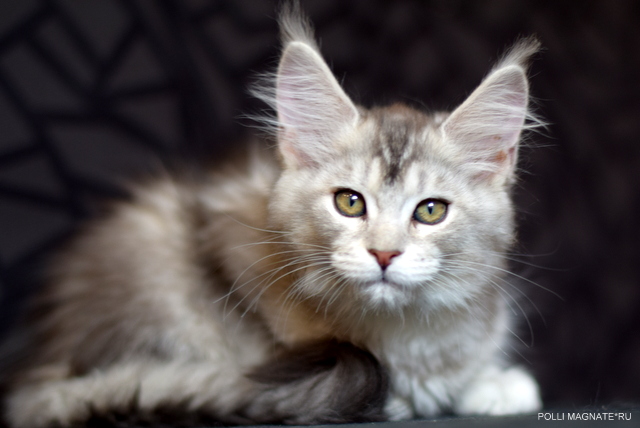 Polly Magnate*RU - Kitten maine-coon 2 months 2 weeks