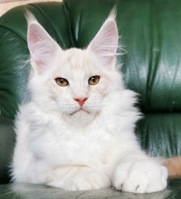 Redgar Magnate*RU - Kitten maine-coon 4 months
