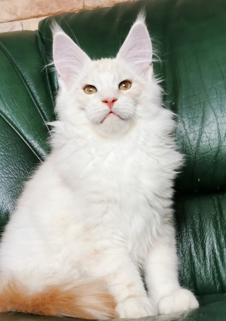 Redgar Magnate*RU - Kitten maine-coon 4 months