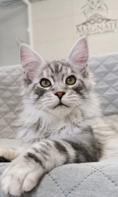 Rojer Magnate*RU - Kitten maine-coon 4 months