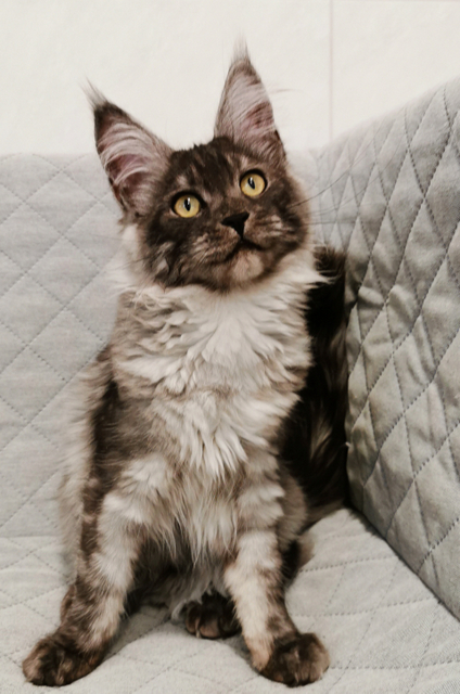 Rochelle Magnate*RU - Kitten maine-coon 4 months