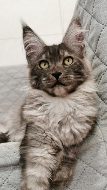 Rochelle Magnate*RU - Kitten maine-coon 4 months