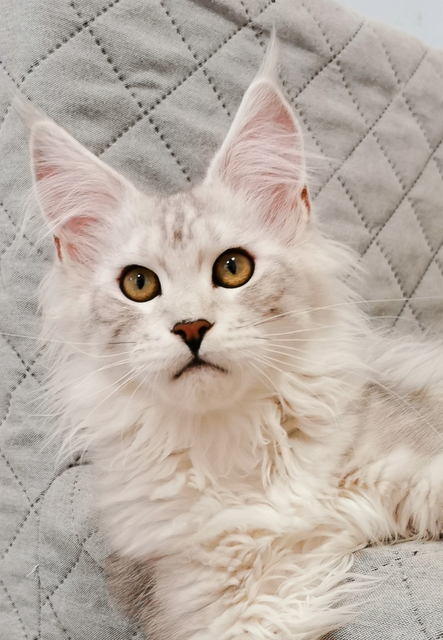 Rachel Magnate*RU - Kitten maine-coon 4 months