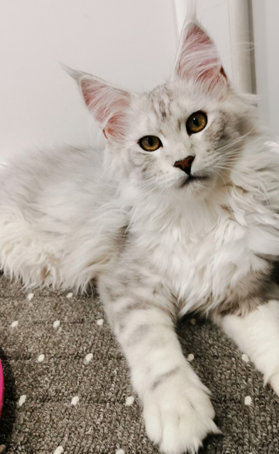 Rachel Magnate*RU - Kitten maine-coon 4 months