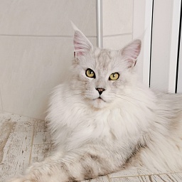 ICH Shadedkitty Lord Sallander