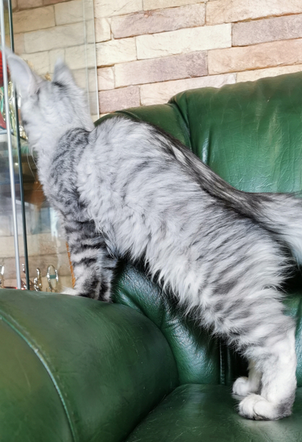 Tallula Magnate*RU - Kitten maine-coon 3.5 months