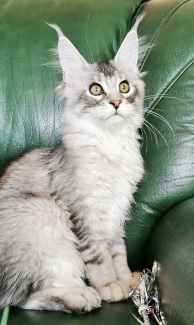 Tallula Magnate*RU - Kitten maine-coon 3.5 months