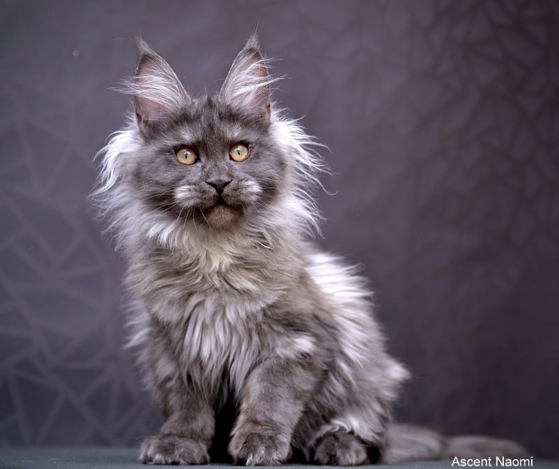 Ascent Naomi - maine-coon
