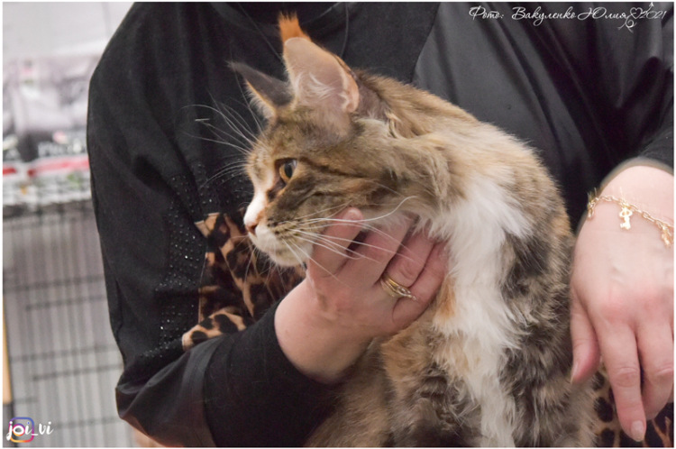 ICH Hillary Magnate*RU - maine-coon