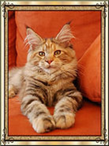 Pillowtalk's Jowanka - maine-coon
