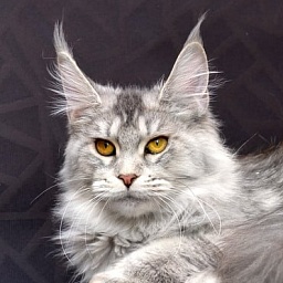 Wildbeautycoon's Kuala Lumpur