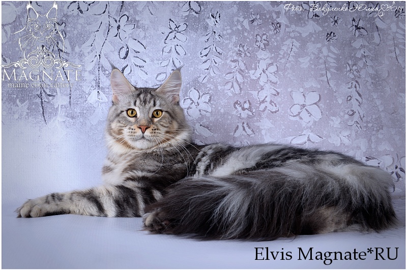 Elvis Magnate*RU - maine-coon