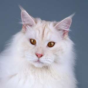 Zefir Vip Line - maine-coon