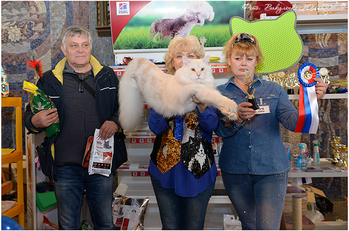 Zefir Vip Line - maine-coon
