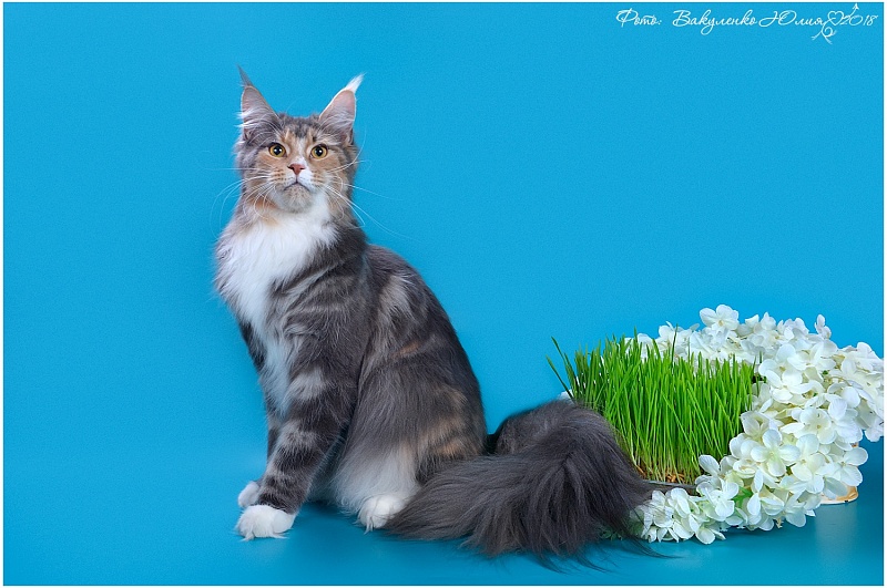 Estella Helga Style - maine-coon