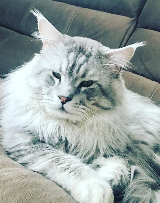 Socrat Harris Basford de Hillari - maine-coon