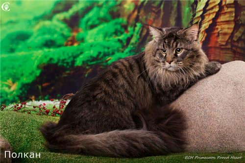 Primecoon Proud Heart - maine-coon