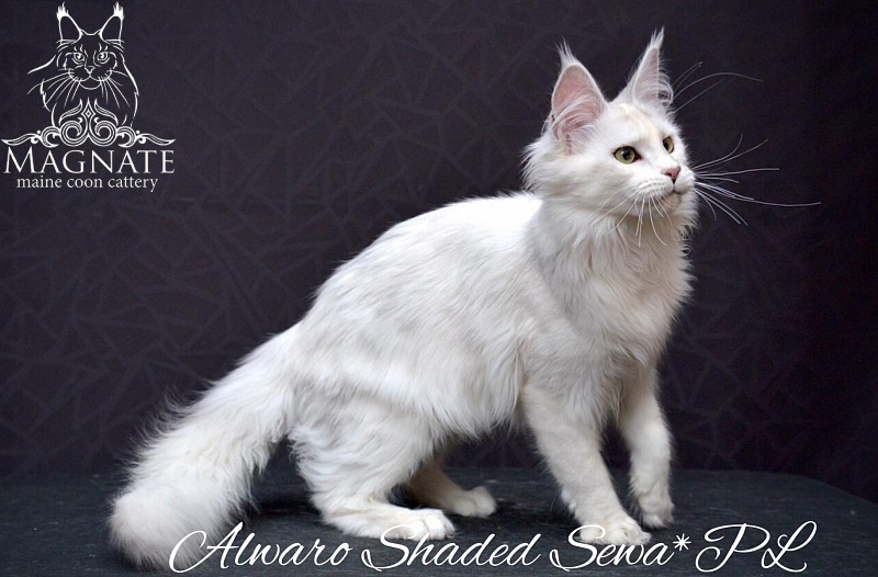 Alwaro Shaded Sewa - maine-coon